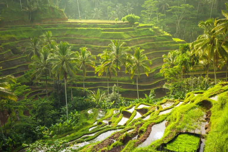 tegallalang gettyimages 515480864